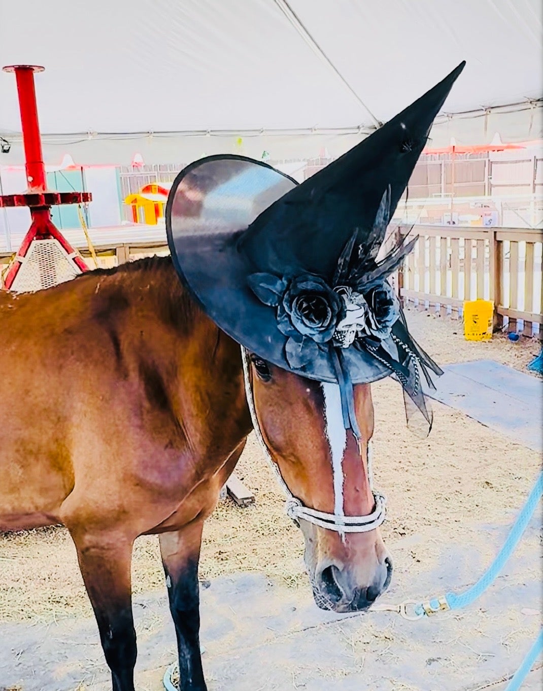 Horse & Pony Rides | Ricochet Canyon @ Gardner Village