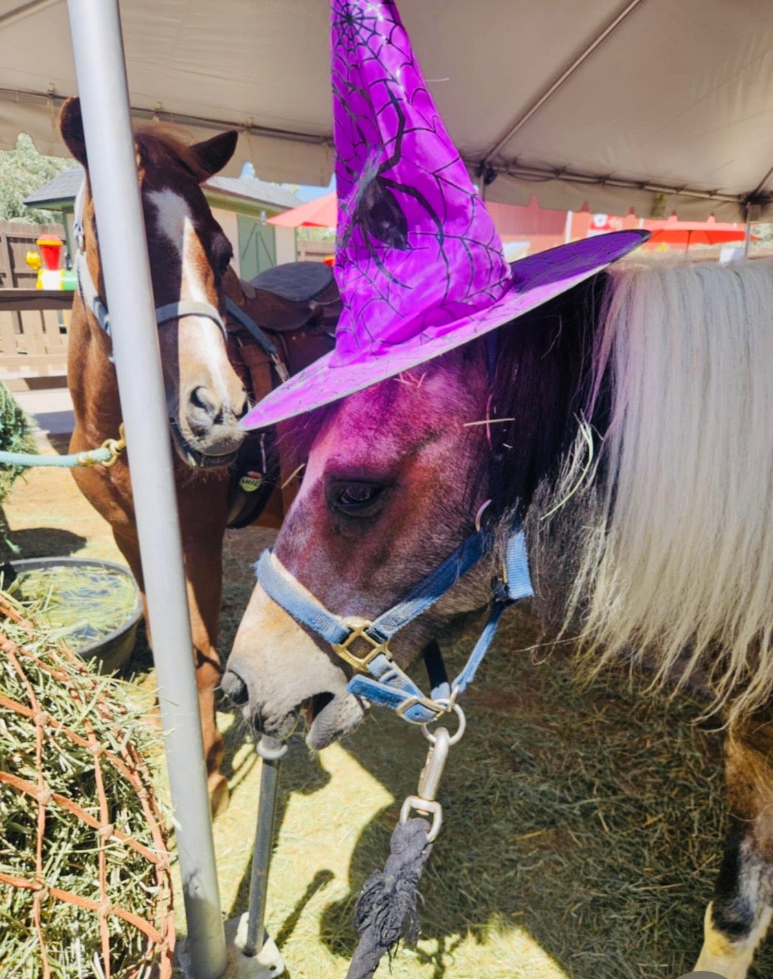 Horse & Pony Rides | Ricochet Canyon @ Gardner Village