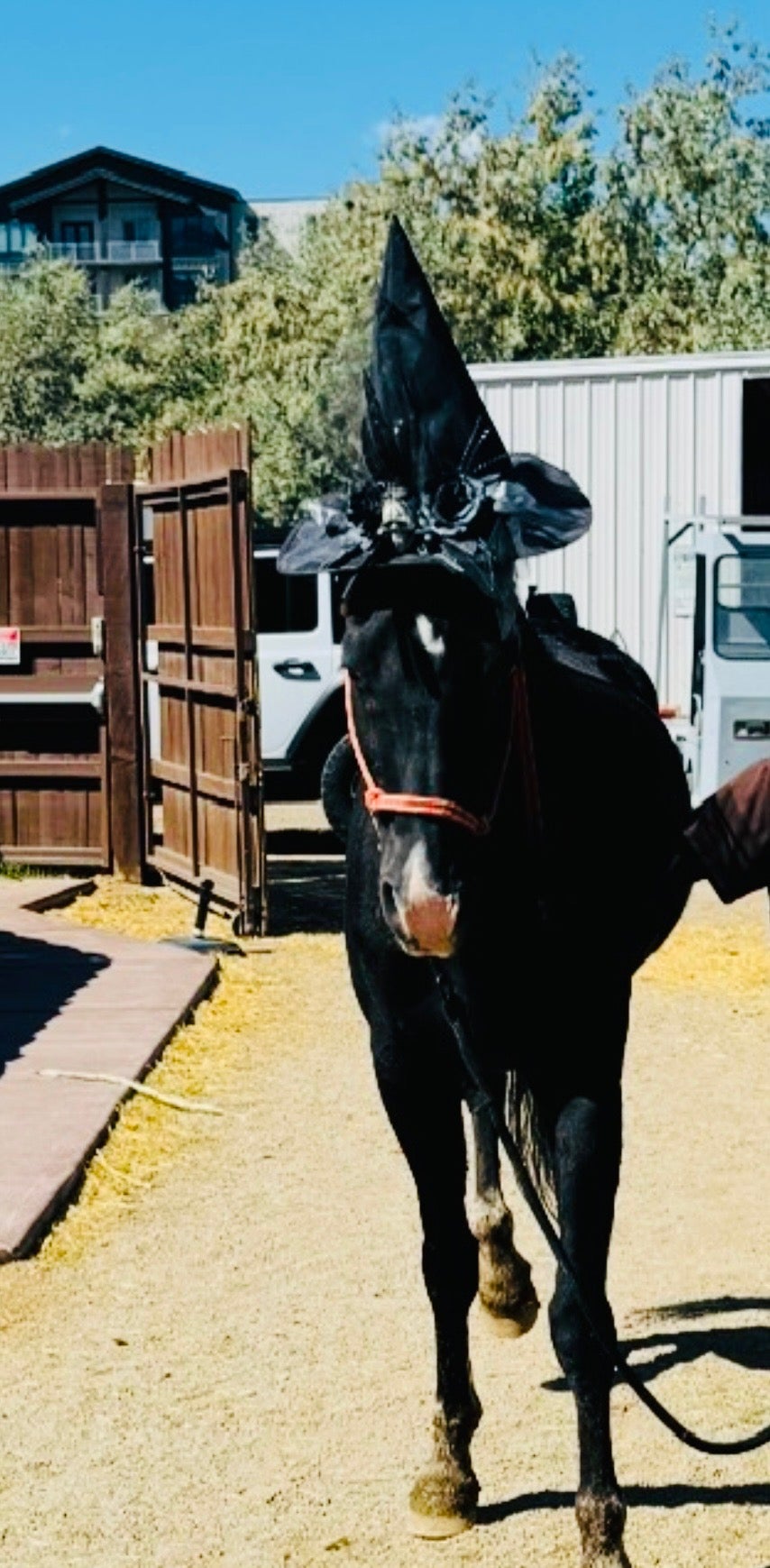 Horse & Pony Rides | Ricochet Canyon @ Gardner Village